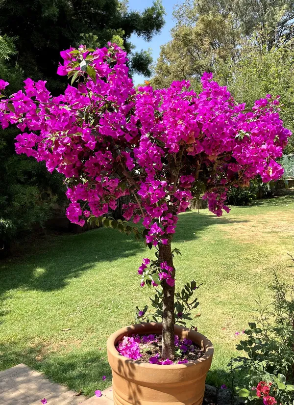 Bougainvillea_Plant_–_Colorful_Paper_Flower_Vine_for_Home_&_Garden_|_Drought-Tolerant,_Fast-Growing_Climber._Pack_Of_1