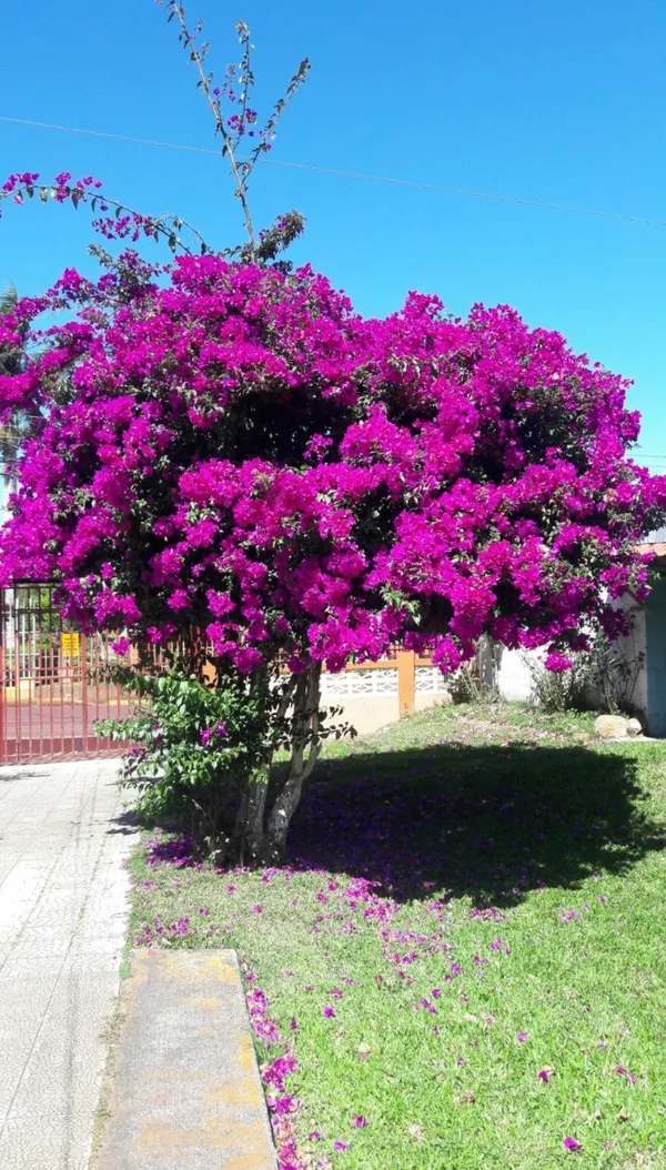 Bougainvillea_Plant_–_Colorful_Paper_Flower_Vine_for_Home_&_Garden_|_Drought-Tolerant,_Fast-Growing_Climber._Pack_Of_1
