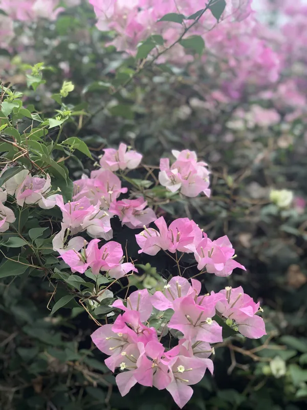 Bougainvillea_Vine_Plant_–_Exotic_Ornamental_Flower_|_Hardy,_Sun-Loving,_and_Perfect_for_Landscape_Decoration