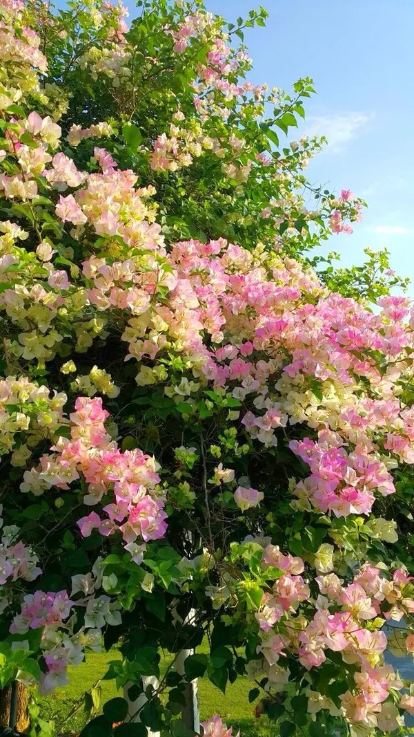 Bougainvillea_Vine_Plant_–_Exotic_Ornamental_Flower_|_Hardy,_Sun-Loving,_and_Perfect_for_Landscape_Decoration