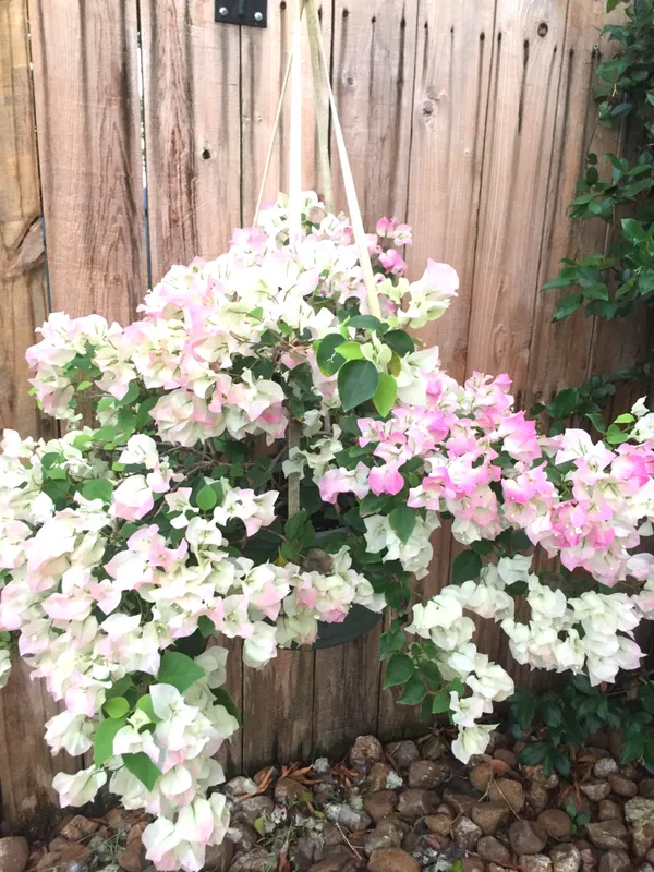 Bougainvillea_Vine_Plant_–_Exotic_Ornamental_Flower_|_Hardy,_Sun-Loving,_and_Perfect_for_Landscape_Decoration