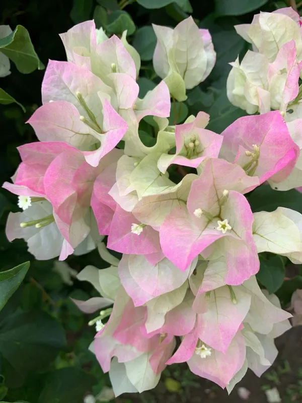 Bougainvillea_Vine_Plant_–_Exotic_Ornamental_Flower_|_Hardy,_Sun-Loving,_and_Perfect_for_Landscape_Decoration