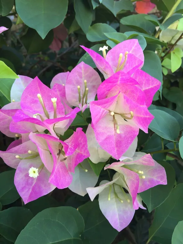 Bougainvillea_Vine_Plant_–_Exotic_Ornamental_Flower_|_Hardy,_Sun-Loving,_and_Perfect_for_Landscape_Decoration