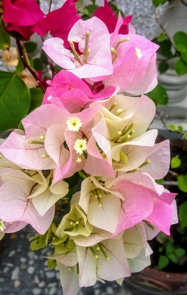 Bougainvillea_Vine_Plant_–_Exotic_Ornamental_Flower_|_Hardy,_Sun-Loving,_and_Perfect_for_Landscape_Decoration