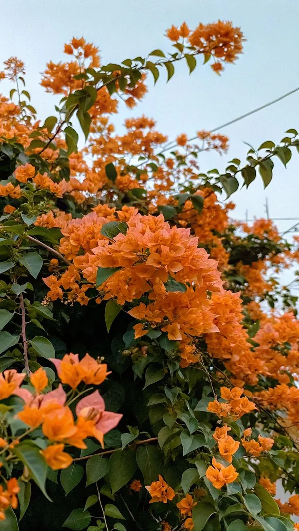 Bougainvillea_(Orange)_Flower_Plant_For_Home_Gardening_(1.5-3.5_Ft_Height)_Pack_Of_1