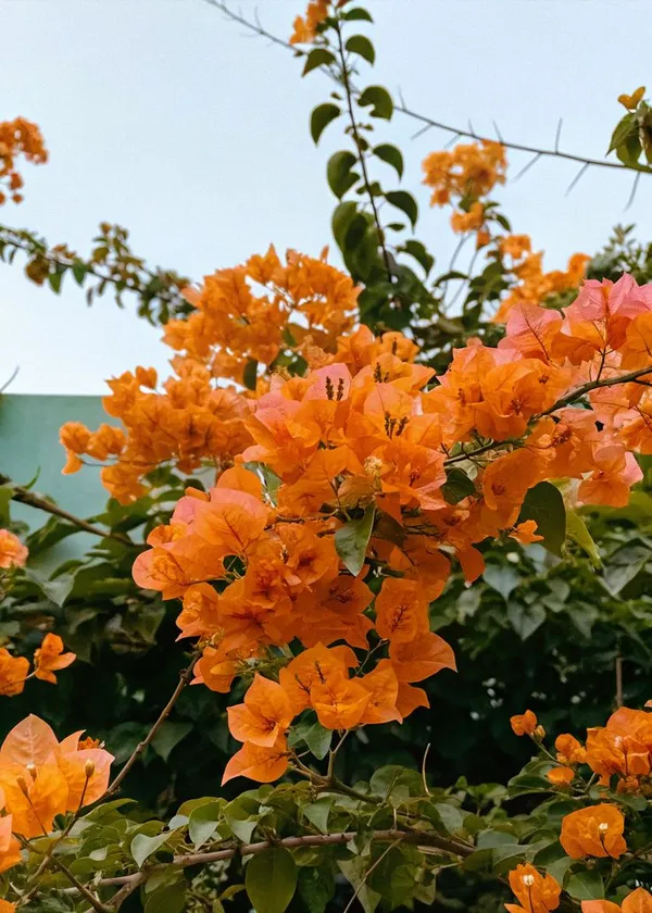 Bougainvillea_(Orange)_Flower_Plant_For_Home_Gardening_(1.5-3.5_Ft_Height)_Pack_Of_1