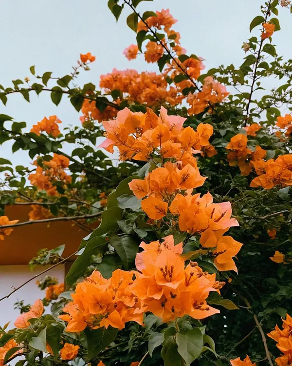 Bougainvillea_(Orange)_Flower_Plant_For_Home_Gardening_(1.5-3.5_Ft_Height)_Pack_Of_1