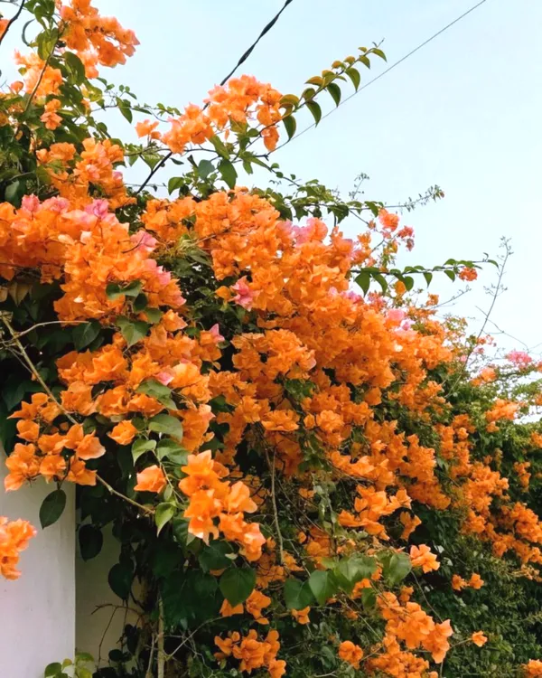Bougainvillea_(Orange)_Flower_Plant_For_Home_Gardening_(1.5-3.5_Ft_Height)_Pack_Of_1