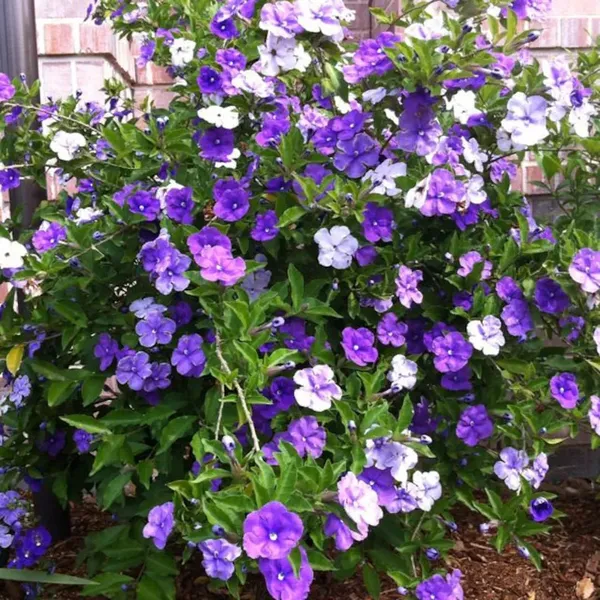 Brunfelsia_Latifolia-Yesterday-Today-Tomorrow_Flower_Plant_For_Home/Office/Garden_Decor,_Pack_Of_1