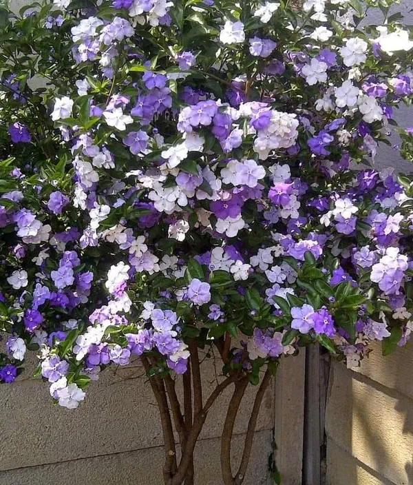 Brunfelsia_Latifolia-Yesterday-Today-Tomorrow_Flower_Plant_For_Home/Office/Garden_Decor,_Pack_Of_1