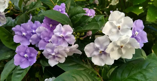 Brunfelsia_Latifolia-Yesterday-Today-Tomorrow_Flower_Plant_For_Home/Office/Garden_Decor,_Pack_Of_1