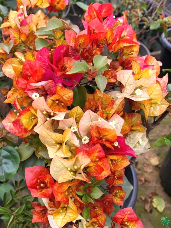 Chitra_Variety_Bougainvillea_Fast-Growing_Plant_For_Enhance_Your_Home/Garden_(1.5-3.5_Ft_Height)_Pack_Of_1