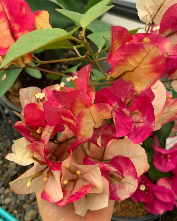 Chitra_Variety_Bougainvillea_Fast-Growing_Plant_For_Enhance_Your_Home/Garden_(1.5-3.5_Ft_Height)_Pack_Of_1