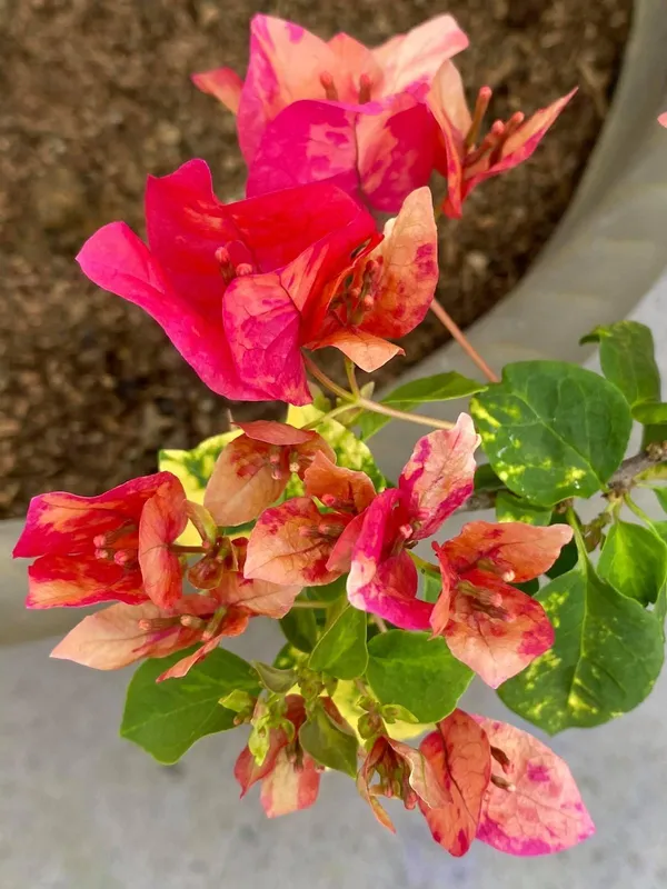 Chitra_Variety_Bougainvillea_Fast-Growing_Plant_For_Enhance_Your_Home/Garden_(1.5-3.5_Ft_Height)_Pack_Of_1