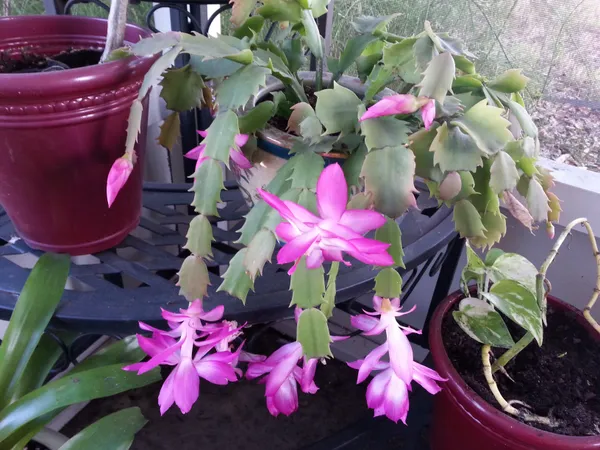 Christmas_Cactus_Flower_Plant_For_Home_Decor/Indoor_Plant/Best_House_Plant_Zygocactus_Pink_Flower_Plant_(Pack_Of_1)