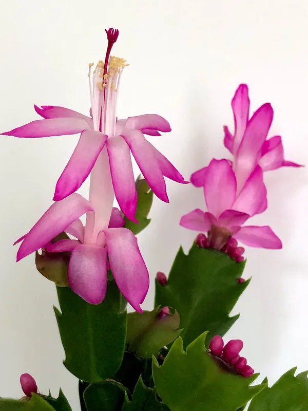 Christmas_Cactus_Flower_Plant_For_Home_Decor/Indoor_Plant/Best_House_Plant_Zygocactus_Pink_Flower_Plant_(Pack_Of_1)