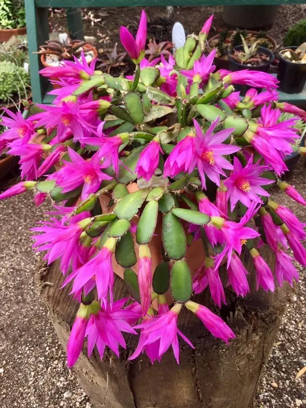Christmas_cactus_flowering_plant_low_maintenance_Indoor/houseplant,_Pack_of_1