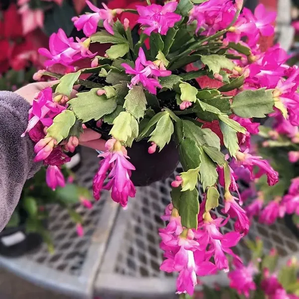 Christmas_cactus_flowering_plant_low_maintenance_Indoor/houseplant,_Pack_of_1