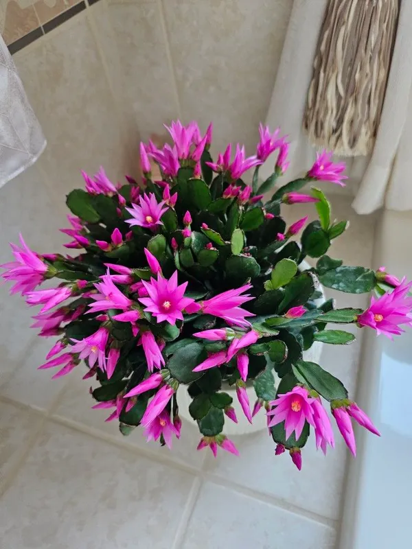 Christmas_cactus_flowering_plant_low_maintenance_Indoor/houseplant,_Pack_of_1