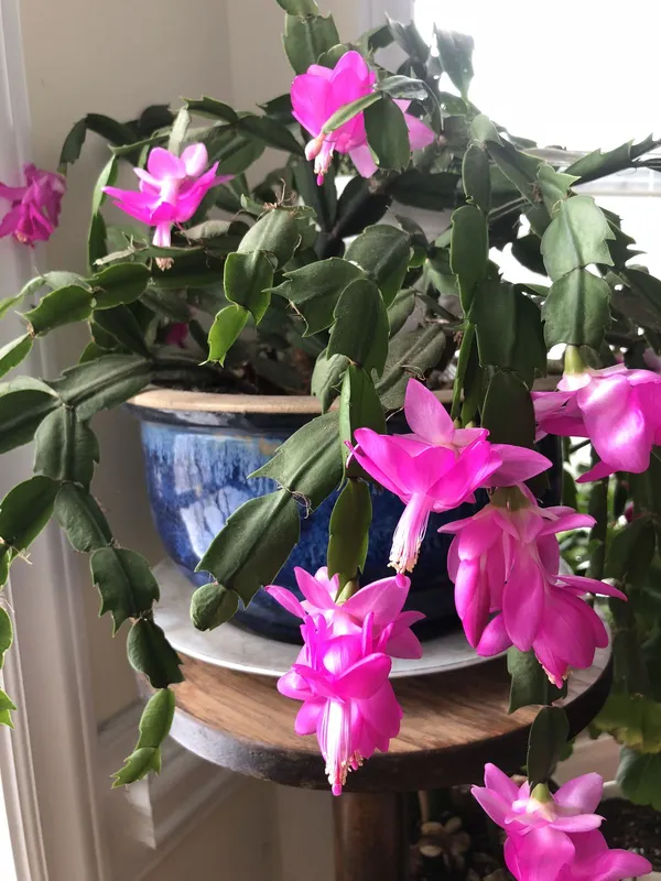 Christmas_cactus_flowering_plant_low_maintenance_Indoor/houseplant,_Pack_of_1