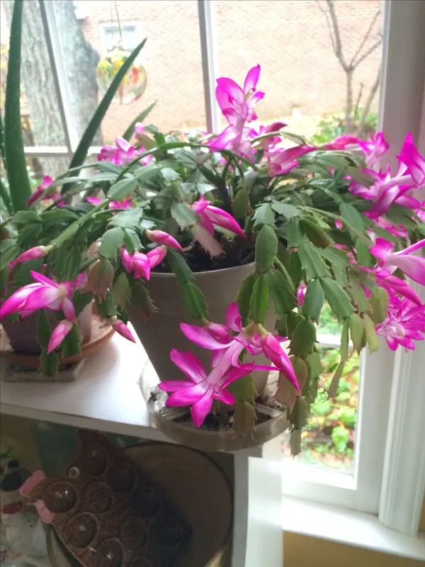 Christmas_cactus_flowering_plant_low_maintenance_Indoor/houseplant,_Pack_of_1