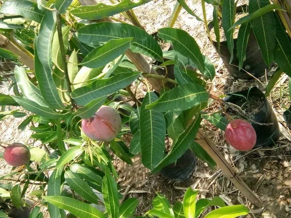 All_Time_Mango_Plant_Japanese_Variety_Grafted_Tree_Short_Time_Fruit_Plant_Healthy_Size_1.5_To_2_Feet