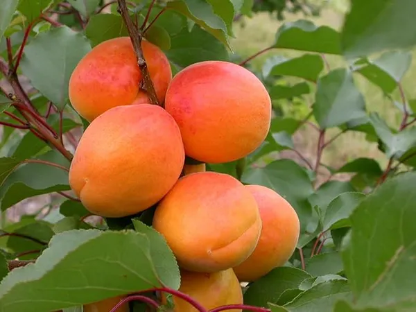 Delicious_Apricot_Hybrid_Fruit_Plant_&_Tree_(1.5-3.5_Ft_Height)_Pack_Of_1