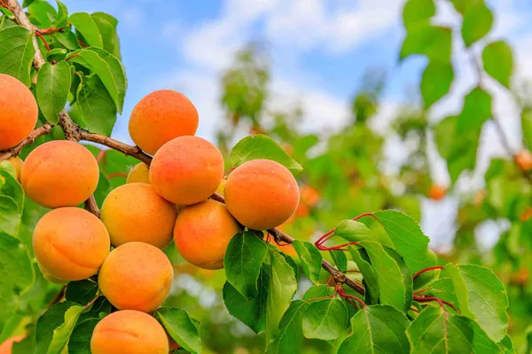 Delicious_Apricot_Hybrid_Fruit_Plant_&_Tree_(1.5-3.5_Ft_Height)_Pack_Of_1