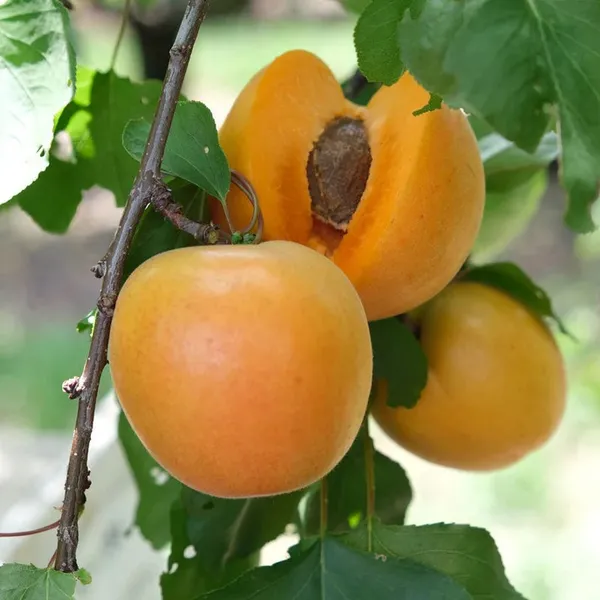 Delicious_Apricot_Hybrid_Fruit_Plant_&_Tree_(1.5-3.5_Ft_Height)_Pack_Of_1