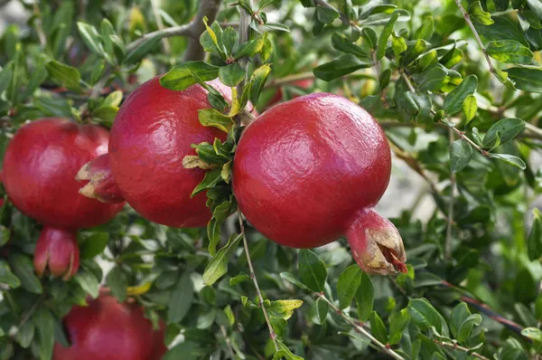 Delicious_Pomegranate_Healthy_Fruit_Plant_&_Tree_(1.5-3.5_Ft_Height)_For_Home_Garden,_Well_Watered_Plant_(Hybrid,_Pack_Of_1)