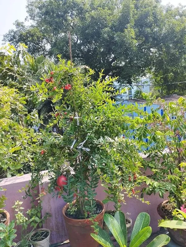 Delicious_Pomegranate_Healthy_Fruit_Plant_&_Tree_(1.5-3.5_Ft_Height)_For_Home_Garden,_Well_Watered_Plant_(Hybrid,_Pack_Of_1)