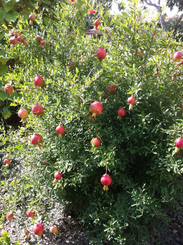 Delicious_Pomegranate_Healthy_Fruit_Plant_&_Tree_(1.5-3.5_Ft_Height)_For_Home_Garden,_Well_Watered_Plant_(Hybrid,_Pack_Of_1)