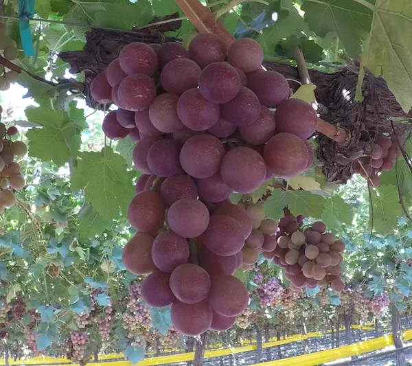 Delicious_Red_Grapes_Fruit_Plant_&_Tree_(1.5-3.5_Ft_Height)_For_Garden,_Pack_Of_1