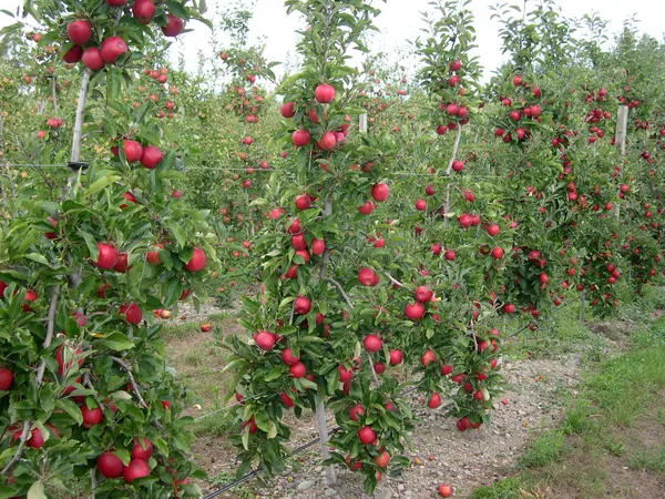 Delicious_Smooth_Skin_Apple__Fruit_Plant_&_Tree_(1.5-3.5_Ft_Height)_For_Home_Garden,_Pack_Of_1