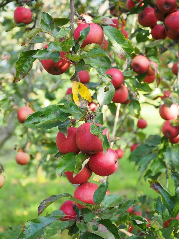 Delicious_Smooth_Skin_Apple__Fruit_Plant_&_Tree_(1.5-3.5_Ft_Height)_For_Home_Garden,_Pack_Of_1