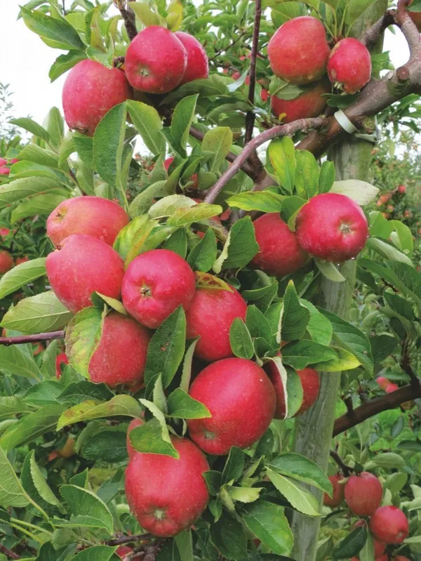 Delicious_Smooth_Skin_Apple__Fruit_Plant_&_Tree_(1.5-3.5_Ft_Height)_For_Home_Garden,_Pack_Of_1