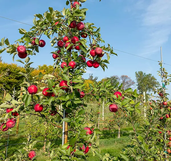 Delicious_Smooth_Skin_Apple__Fruit_Plant_&_Tree_(1.5-3.5_Ft_Height)_For_Home_Garden,_Pack_Of_1