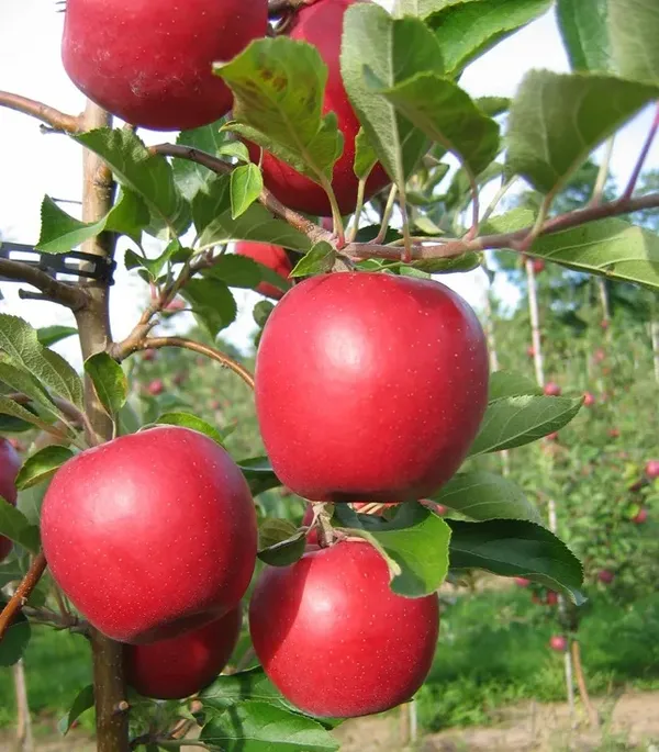 Delicious_Smooth_Skin_Apple__Fruit_Plant_&_Tree_(1.5-3.5_Ft_Height)_For_Home_Garden,_Pack_Of_1