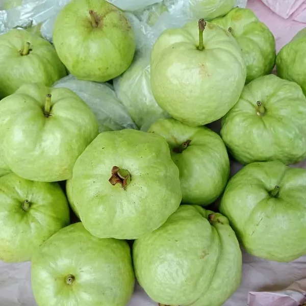 Delicious_Sweet_White_Diamond_Guava_Healthy_Fruit_Plant_for_Home_Garden,_Backyard,_and_Patio_(Pack_Of_1)