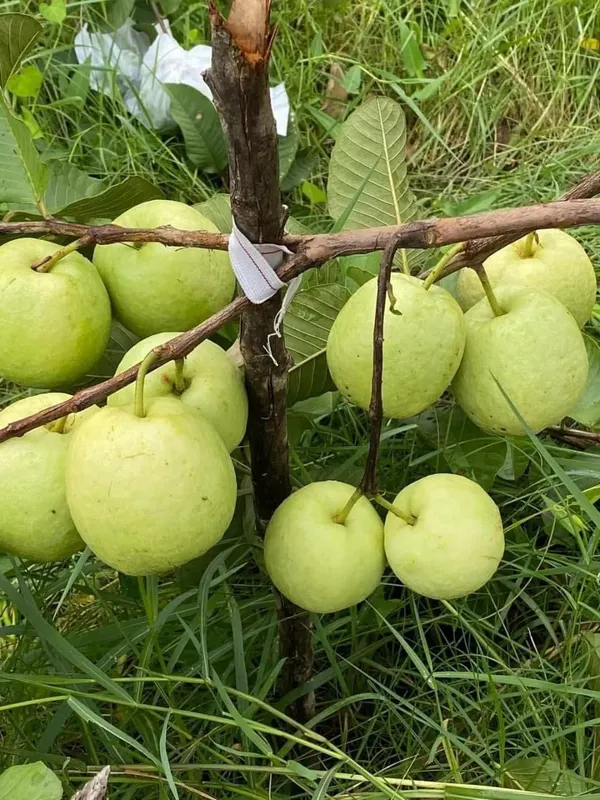 Delicious_Sweet_White_Diamond_Guava_Healthy_Fruit_Plant_for_Home_Garden,_Backyard,_and_Patio_(Pack_Of_1)