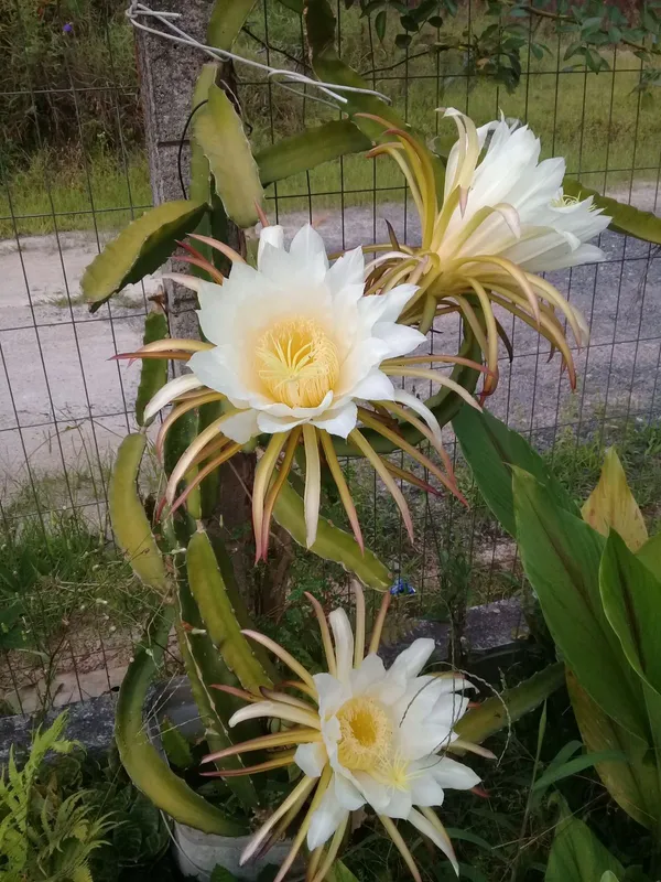 Dragon_Fruit_Plant_–_Tropical_Fruit_Variety_-_Easy_to_Grow_Plant_For_Home_Garden,_Pack_Of_1