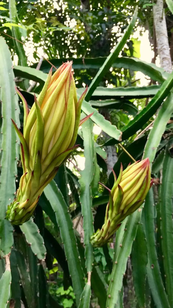 Dragon_Fruit_Plant_–_Tropical_Fruit_Variety_-_Easy_to_Grow_Plant_For_Home_Garden,_Pack_Of_1