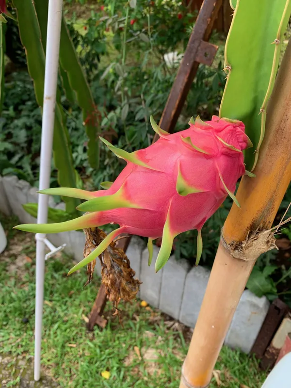 Dragon_Fruit_Plant_–_Tropical_Fruit_Variety_-_Easy_to_Grow_Plant_For_Home_Garden,_Pack_Of_1