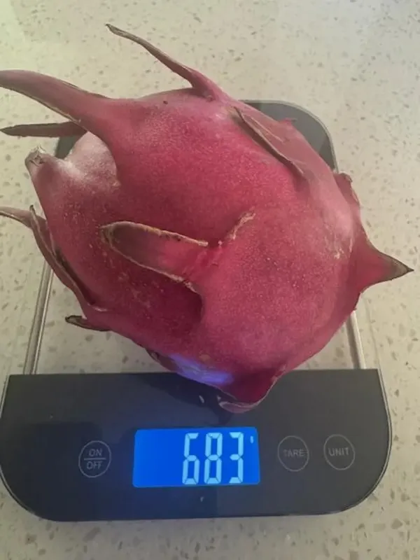 Dragon_Fruit_Plant_–_Tropical_Fruit_Variety_-_Easy_to_Grow_Plant_For_Home_Garden,_Pack_Of_1
