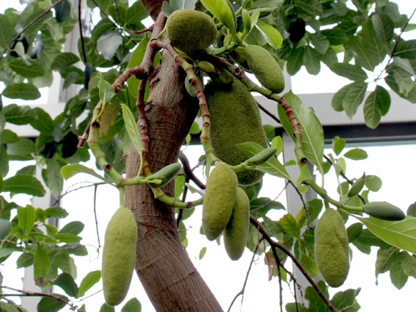Red_Jackfruit_Plant_(Plant_Height_1.5-2_Feet)_Grafted_Hybrid_-_Healthy_Super_Yielding_Early_Fruting_For_Home_Garden