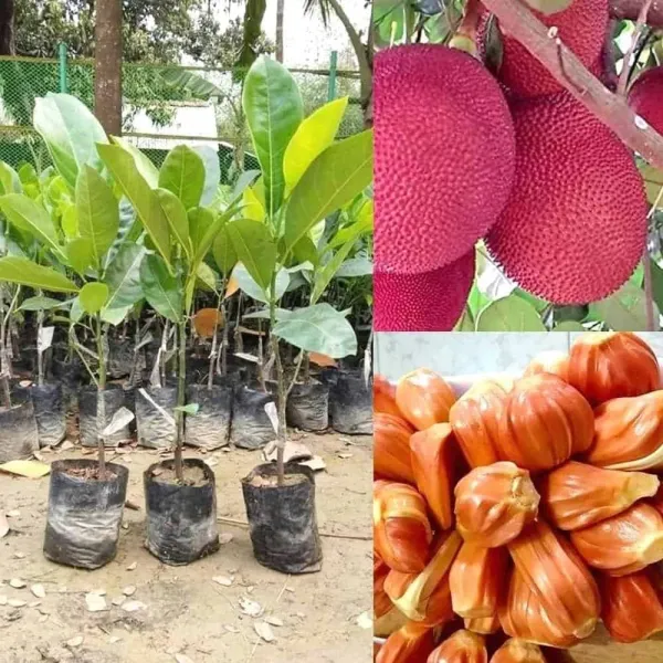 Red_Jackfruit_Plant_(Plant_Height_1.5-2_Feet)_Grafted_Hybrid_-_Healthy_Super_Yielding_Early_Fruting_For_Home_Garden