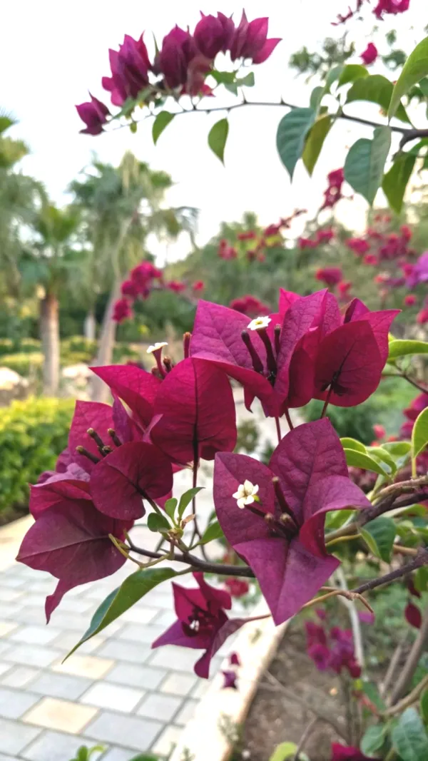 Exclusive_Meroon_Bougainvillea_Plant_For_Gardening,_Pack_Of_1