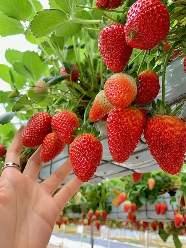Early_Fruiting_Variety_Strawberry_Plant_For_Home_Garden,_Pack_Of_1