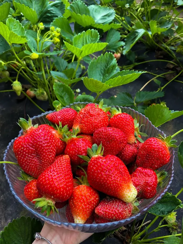 Early_Fruiting_Variety_Strawberry_Plant_For_Home_Garden,_Pack_Of_1