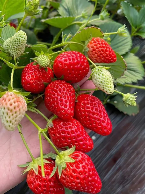 Early_Fruiting_Variety_Strawberry_Plant_For_Home_Garden,_Pack_Of_1